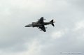 harrier_248