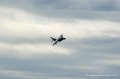 harrier_249