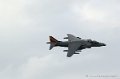 harrier_251
