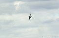 harrier_252