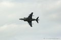 harrier_253