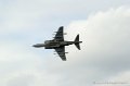 harrier_254