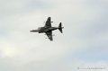 harrier_256