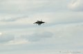 harrier_257