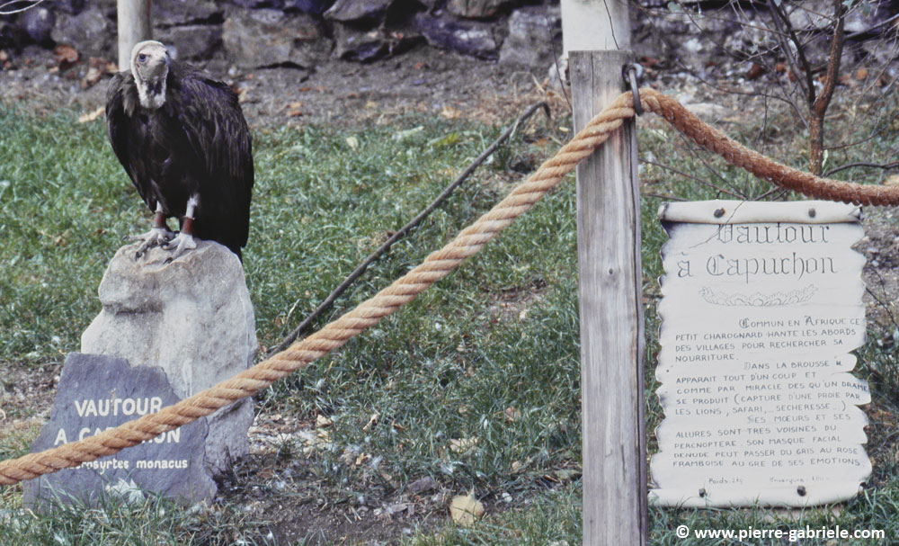 donjon_d059.jpg