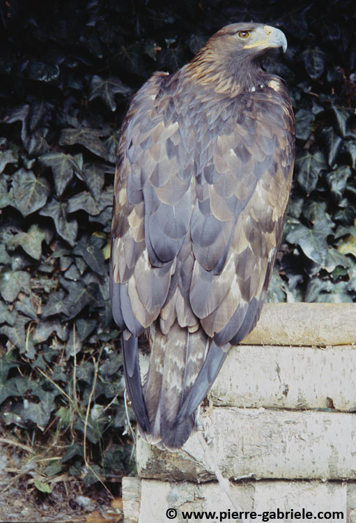 donjon_d063.jpg