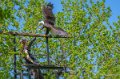 helia-pygargue-a74_02329