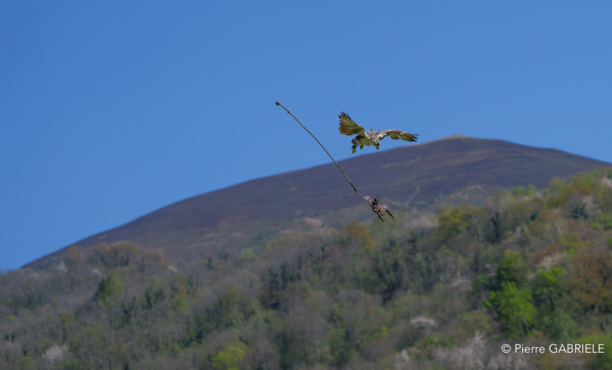 faucon-a74_02372.jpg