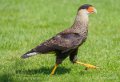 caracara-a74_02423