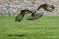 caracara-a74_02425