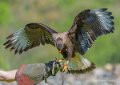 caracara-a74_02426