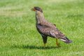 caracara-a74_02439