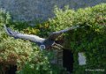 condor-a74_02480