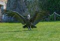 condor-a74_02486