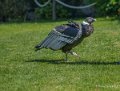 condor-a74_02488