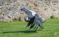 condor-a74_02492