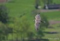 faucon-a74_02346