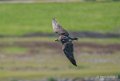 faucon-a74_02347