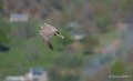 faucon-a74_02356