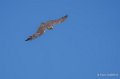 faucon-a74_02362