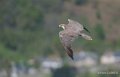 faucon-a74_02364