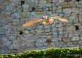 grand-duc-a74_02465