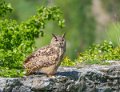grand-duc-a74_02470