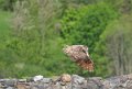 grand-duc-a74_02472