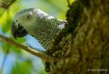 gris-du-gabon-a74_02523