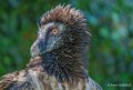 gypaete-a74_02295
