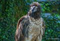 gypaete-a74_02296