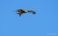 milan-royal-a74_02348