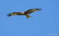 milan-royal-a74_02353