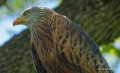milan-royal-a74_02421