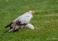 percnoptere-a74_02386