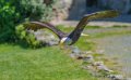 pygargue-a74_02324