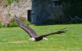 pygargue-a74_02328