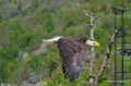 pygargue-a74_02331