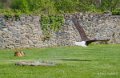 pygargue-a74_02334