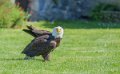 pygargue-a74_02335