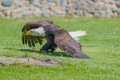 pygargue-a74_02337
