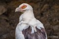 vautour-palmiste-a74_02286
