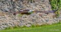 pygargue-a74n_01175