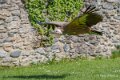 vautour-a74n_01264