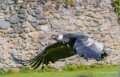 condor-a74n_01053