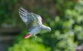 gris-du-gabon-a74n_01064