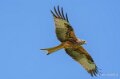 milan-royal-a74n_00996