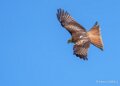 milan-royal-a74n_01005