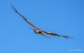milan-royal-a74n_01006