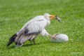 percnoptere-a74n_00927